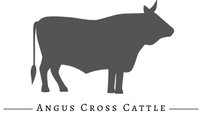 Angus Cross Cattle Icon