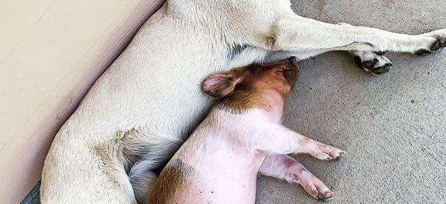 Here you can see our dog, Annie, cuddling with our yard pig, Eric. They live the dream!
