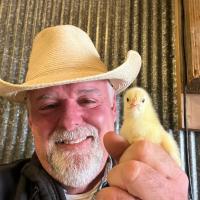 Farmer Alan is gently holding up a baby chick that is still yellow fuzz with his large hand
