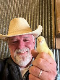 Farmer Alan is gently holding up a baby chick that is still yellow fuzz with his large hand