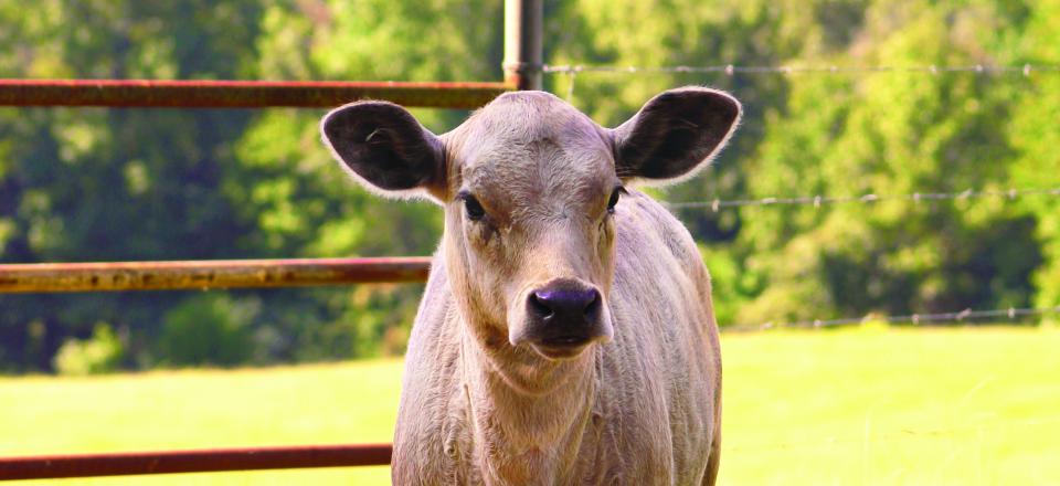 Our farm is a place you can visit and enjoy! Our hogs and cattle roam freely and they love company! 