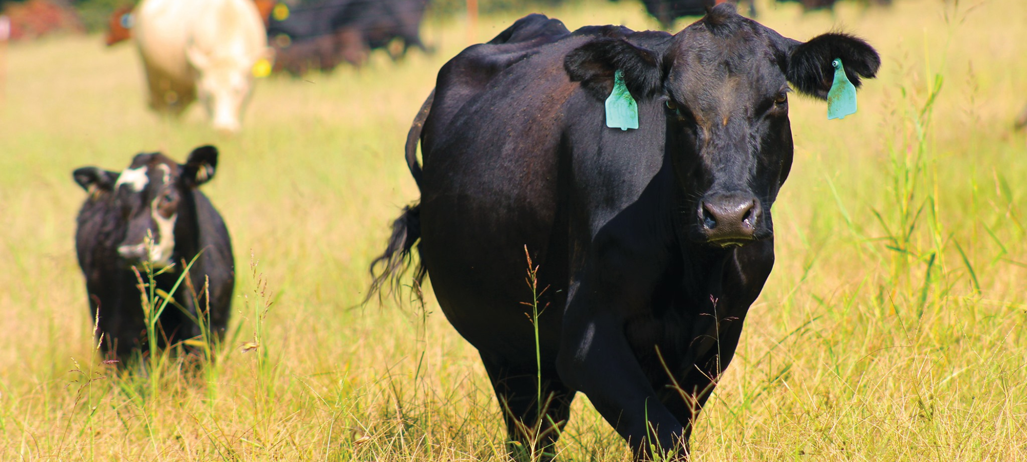 angus cross cattle in pasture 