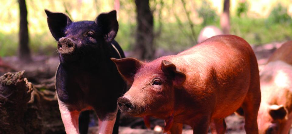 At Rabbit Ridge Farms, we believe in the old way of things. We grow the kind of pigs your grandpa used to. 